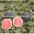 MW10 Yuan high yield bright red flesh hybrid round watermelon seeds price